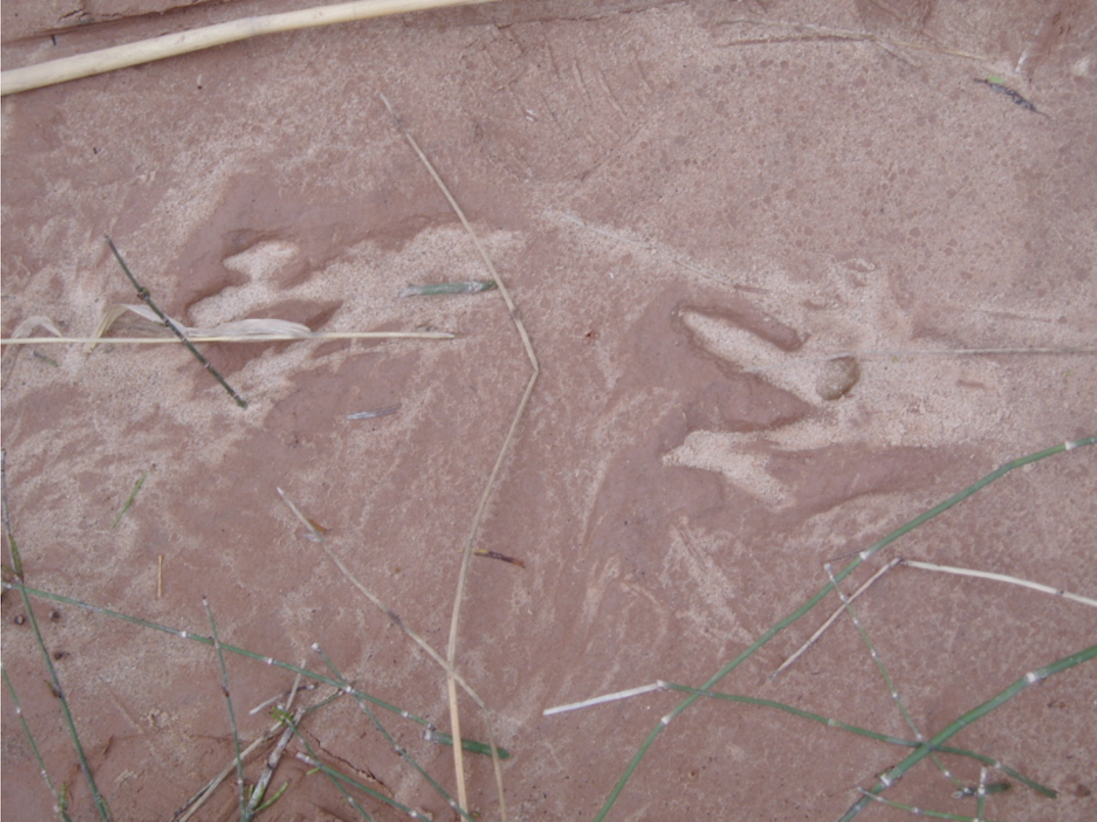 Figure 1. Beaver tracks at river mile 123.