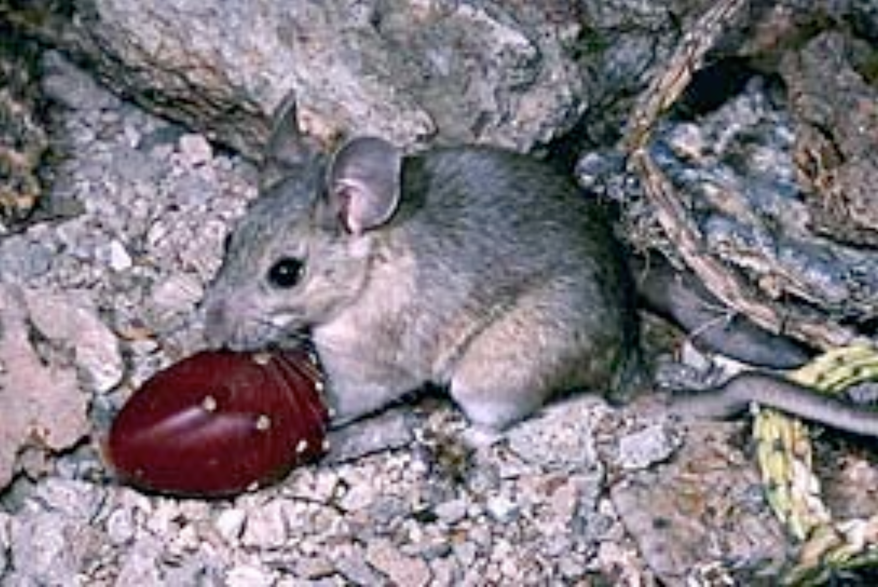 Figure 2. The white-throated woodrat is another abundant Grand Canyon river corridor inhabitant