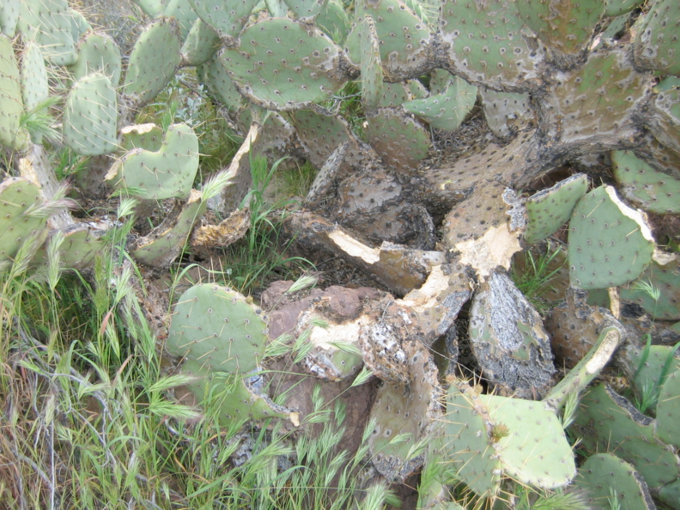 Figure 3. The prickly pear cactus house found at river mile 220 right. Notice the numerous chew marks, which can be attributed to woodrat herbivory
