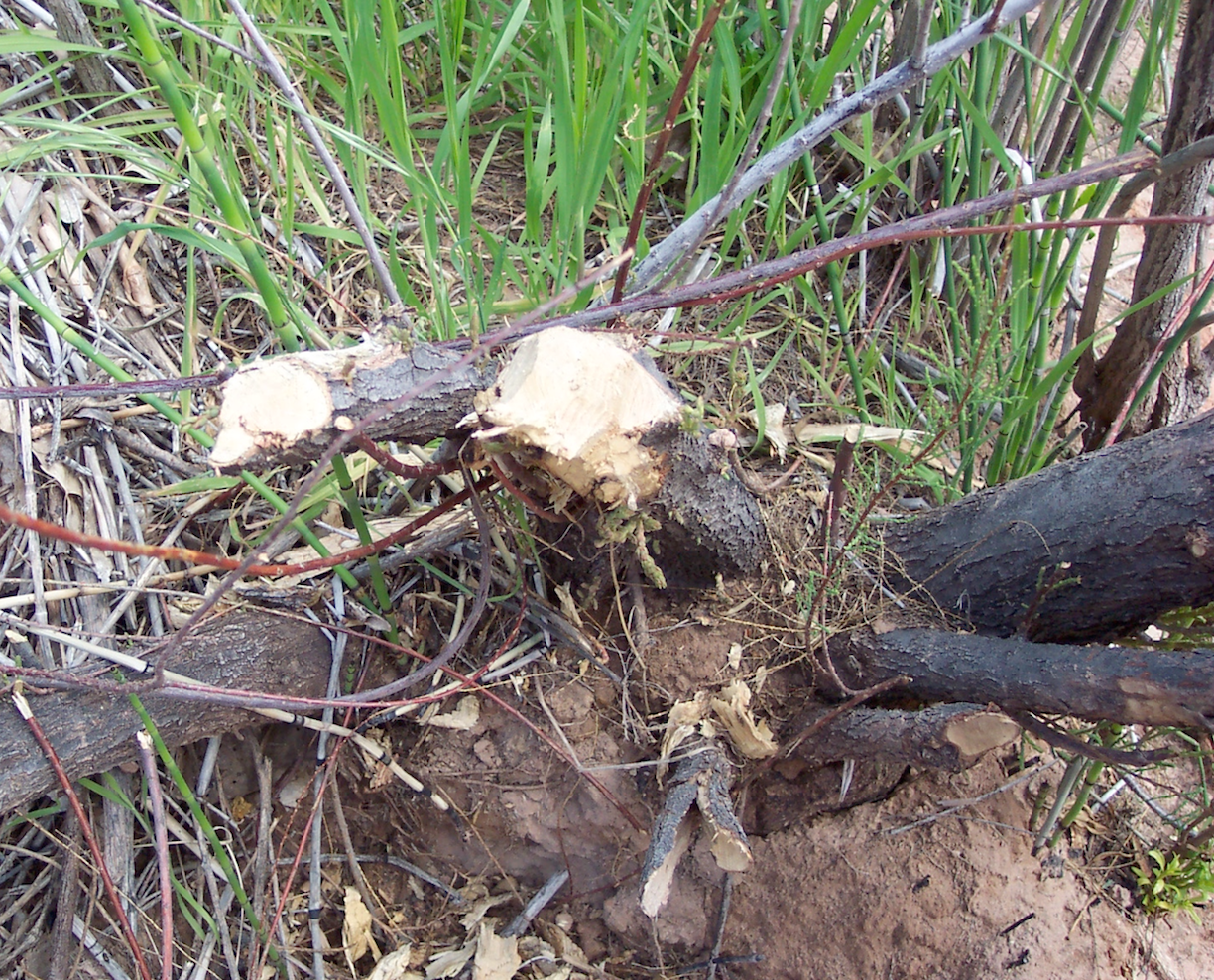 Figure 3. Beaver damage on tamarisk at Tapeats Creek