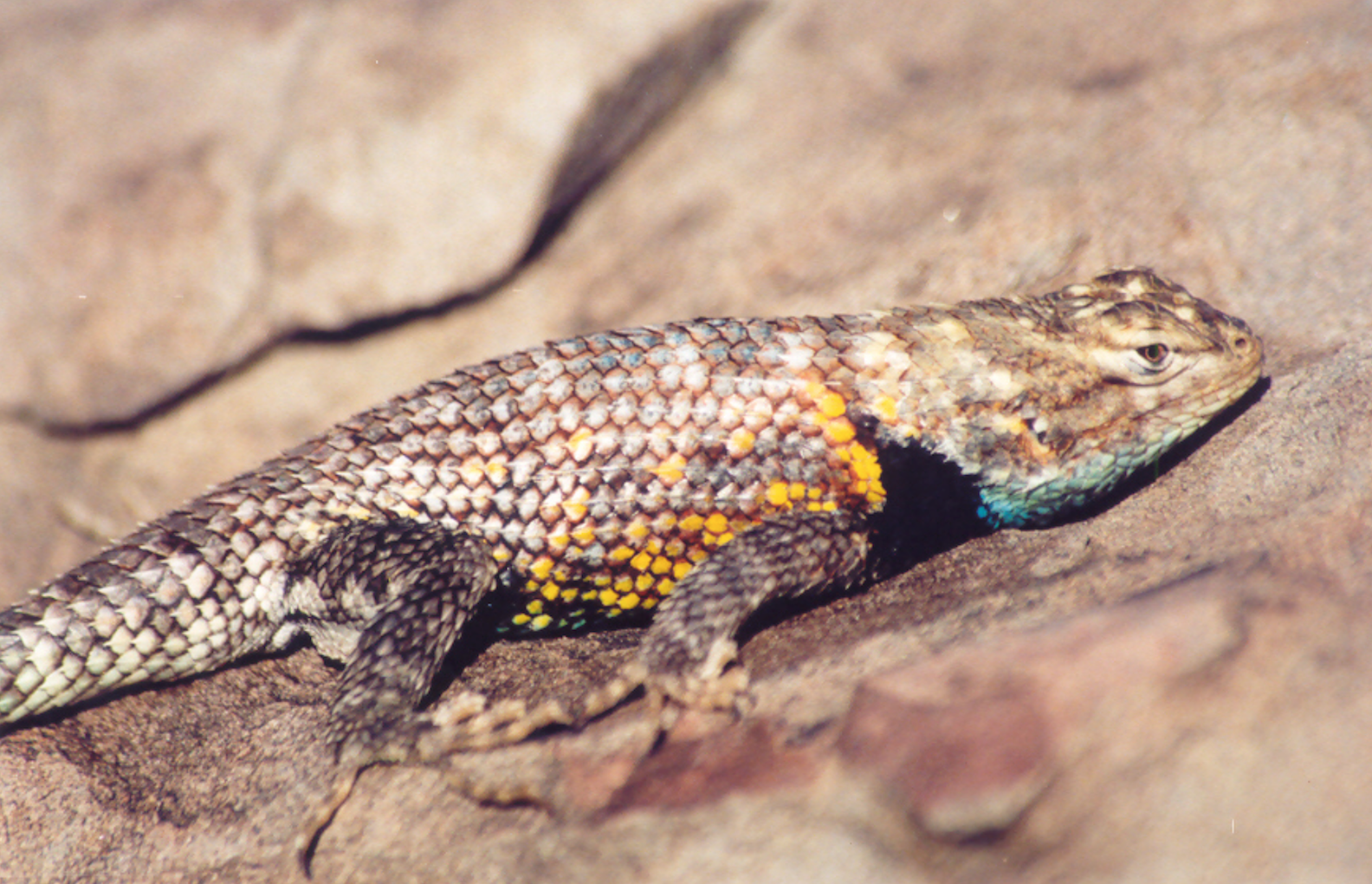 Figure 4. A desert spiny lizard was found using a woodrat burrow within a prickly pear cactus