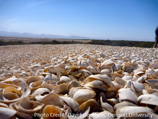 Clams