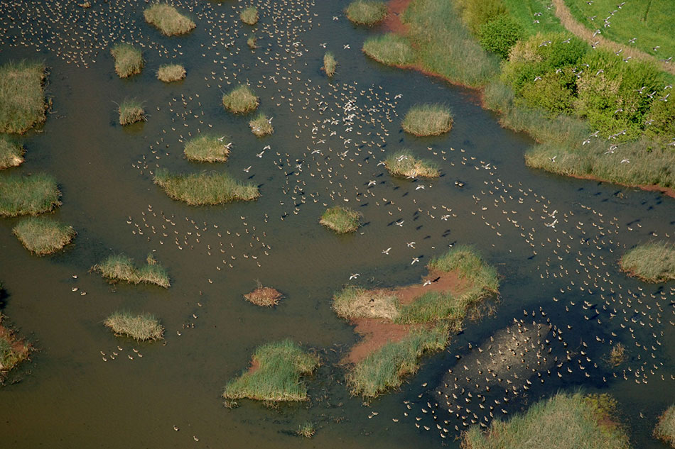 DWR-Delta-birds-patterns-5