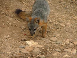 Figure 2a. Santa Cruz Island Fox