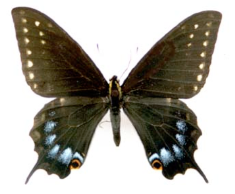 Papilio indra ssp kaibabensis, male