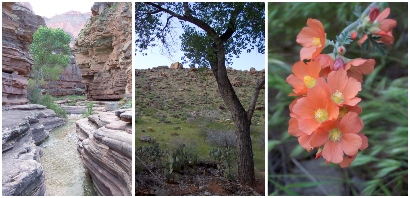 Cottonwoods in the upper canyon (left). A mixed community of cottonwoods, pricklypear, and catclaw acacia (center). Globemallow (right).