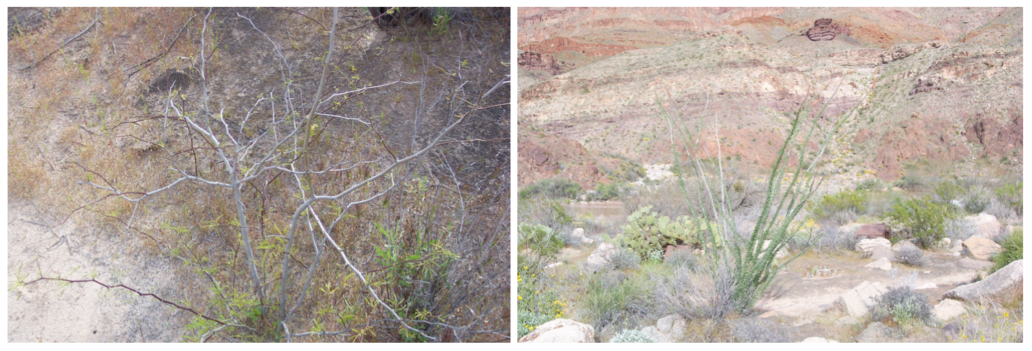 Microbiotic crusts at river mile 220R. Note darkened soil surface above and to the right of the juvenile mesquite (left) and between rocks and shrubs to the right of ocotillo at center of photo (right).