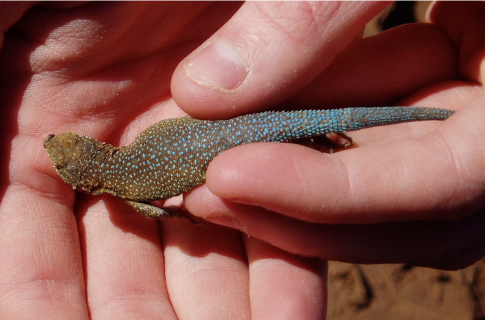 A male side-blotched lizard observed at Bass Camp. Note the blue color in the dorsal spots.
