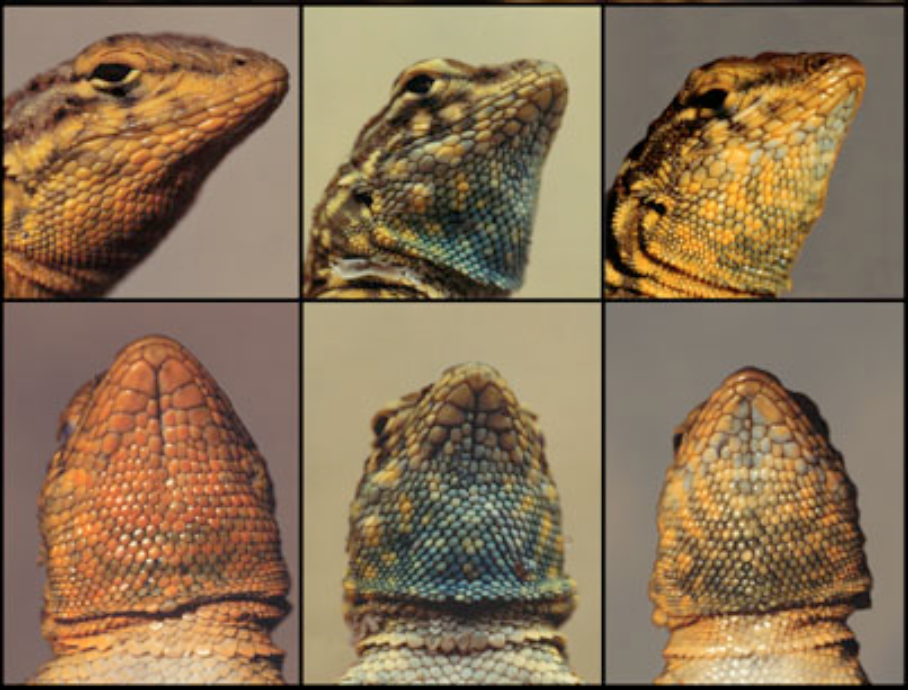 The three color morphs of side-blotched lizards. Our images from the Grand Canyon were unfortunately lost.