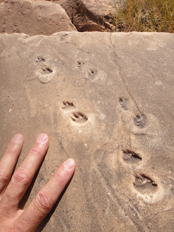 Coconino footprints (http://azgeology.azgs.az.gov/azgs/image-of-the-day/images/footprints-set-stone)