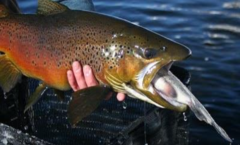 Photo: Rainbow trout