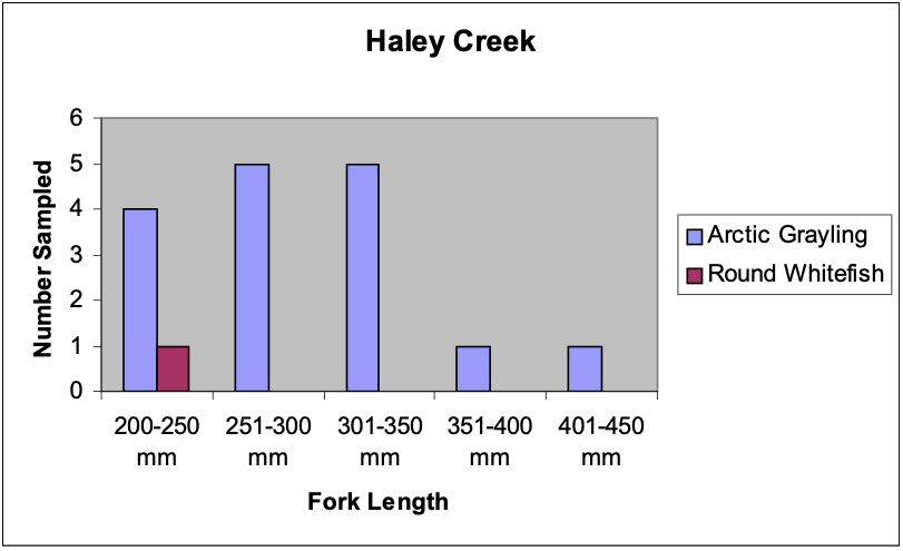 Figure 4. Fork lengths of Arctic Grayling (N=16) and Round Whitefish (N=1) collected from Haley Creek.