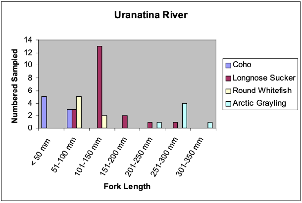 Figure 5. Fork Lengths of Coho Salmon (N=8), Longnose Sucker (N=20), Round Whitefish (N=7), and Arctic Grayling (N=6) collected from the Uranatina River, and confluence with the Copper River.