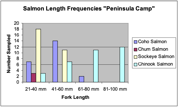 Firure 7. Fork lengths of Coho Salmon (N=23), Chum Salmon (N=3), Sockeye Salmon (N=29), and Chinook Salmon (N=33) collected from “Peninsula Camp” and adjacent waters of the Copper River.