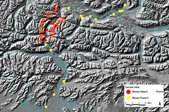 Figure 1 Shaded relief map of lower Copper River Watershed in Southeastern Alaska, showing the research route and sampling locations.  Moose occupation sampling sites are indicated with a circle and the color-coding indicates the presence (yellow) or absence (red) of moose.  Presence determined by the observation of an actual moose or of tracks and/or scat. Note the absence of moose in the Copper River Canyon where the Copper River cuts through the Chugach Mountain Range.