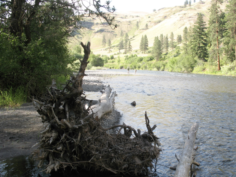 Figure 1. LWD near our campsite along the Wallowa River (June 19, 2007).