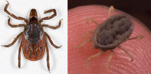 A hard tick (left) and a soft tick (right).