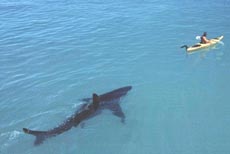 shark_kayak