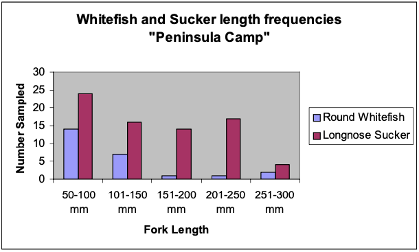 Figure 8. Fork lengths of Round Whitefish (N=25) and Longnose Sucker (N=75) collected at “Peninsula Camp” and adjacent waters of the Copper River.