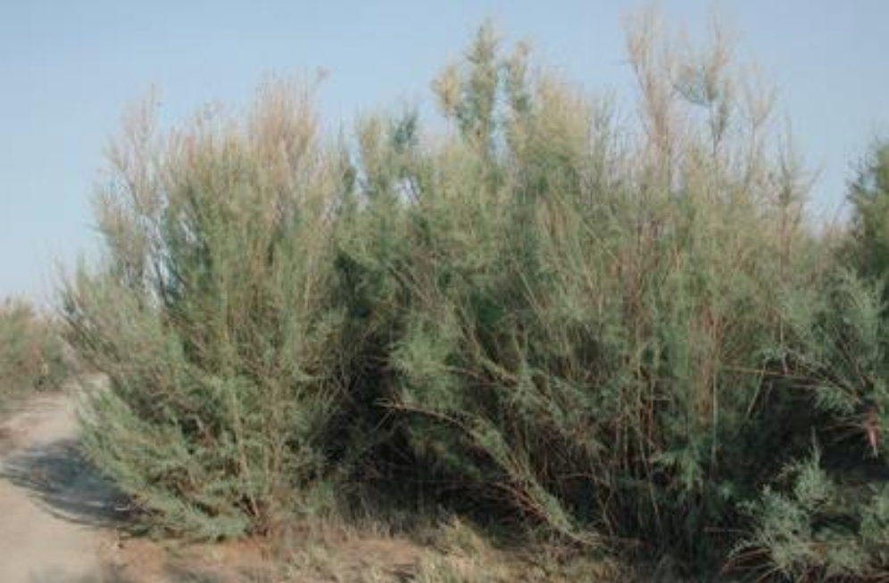 Figure 2. The invasive Tamarisk (Tamarix ramonsissima)