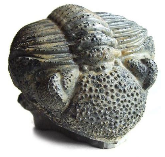 Evidence of compound eyes on a Cambrian- age trilobite fossil