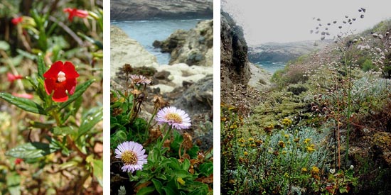 Left: Island monkeyflower (Mimulus flemingii), Middle: Seaside daisy (Erigeron glaucus), Right: Santa Cruz Island buckwheat (Eriogonum arborescens)
