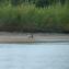 Kobuk 2008 Wildlife
