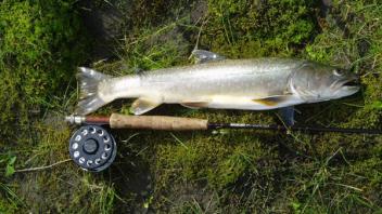 A bull trout and fly rod