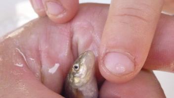 A fish caught by the class (Photo_ Ryan Peek)