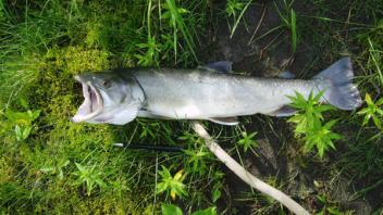 bull trout