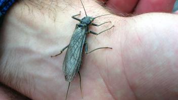 A large Stonefly