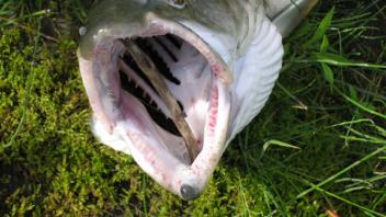 Bull Trout