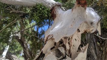 A skull stuck in a tree by the river