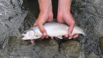 fish
