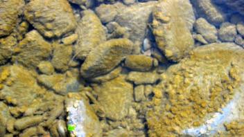 diatoms in the Beaver Creek
