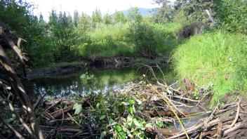 Active Beaver Dam