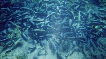 underwater snorkeling