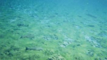 underwater