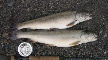 2 fish