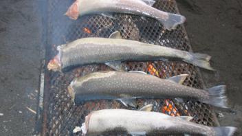 4 fish