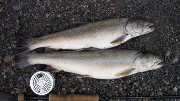 bull trout & rod