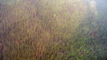 trees
