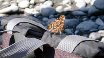 insect