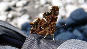 insect