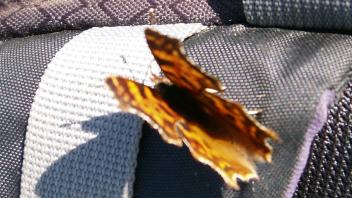 insect
