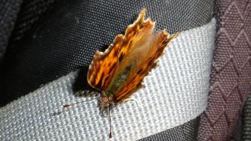 insect