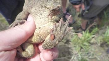 Closeup of the frog_s feet (Photo_ Ryan Peek)