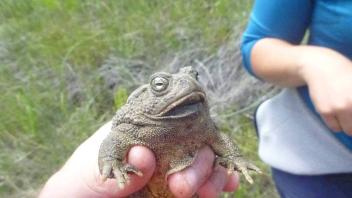 Closeup of the frog_s head (Photo_ Ryan Peek).