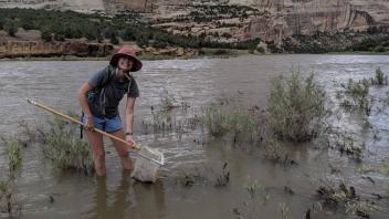 Collecting macroinvertebrate data 2 (Photo_ Caroline Newell).
