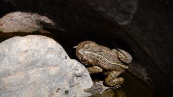 frog
